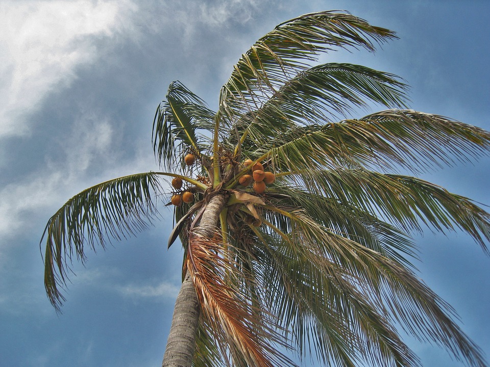 palm-tree-in-the-storm-1088921_960_720