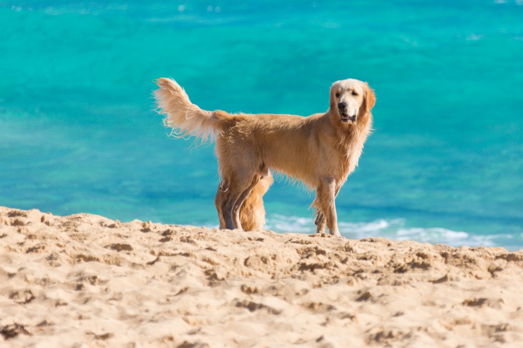 Top 5 dog friendly beaches I Live UpI Live Up
