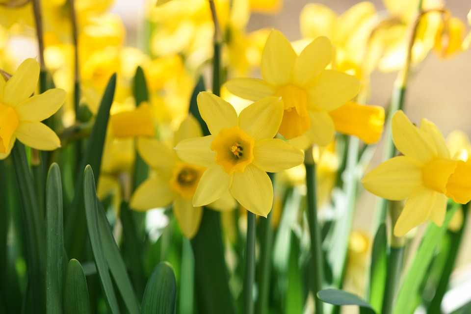 daffodils-716370_960_720